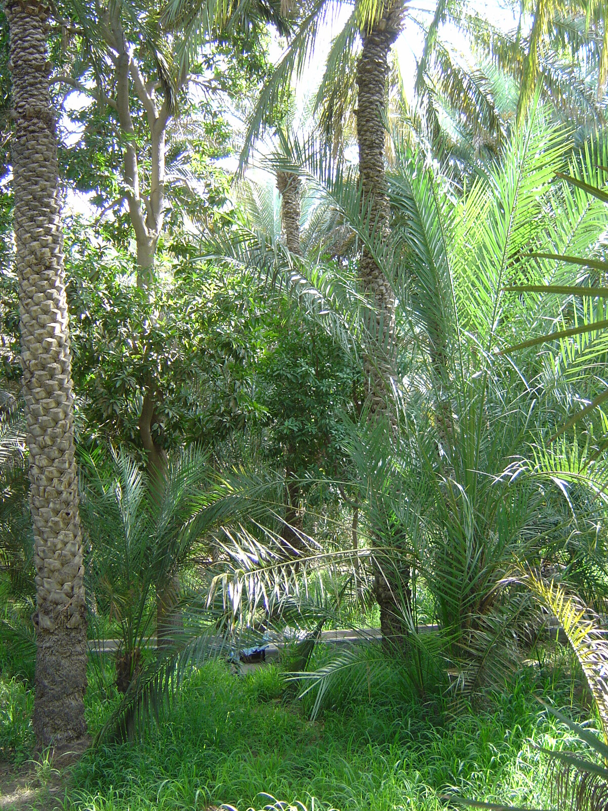Photo Émirats arabes unis Al Ain Oasis 2005-03 18