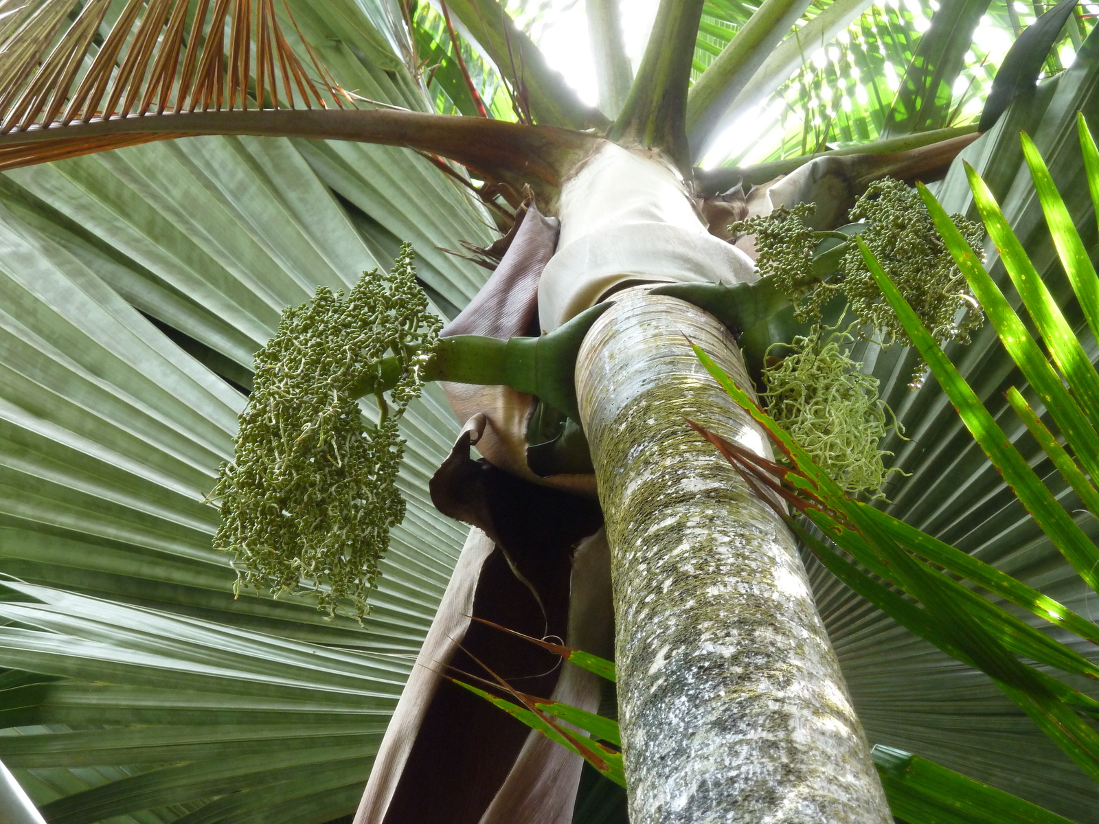 Photo Seychelles Vallée de Mai 2011-10 18