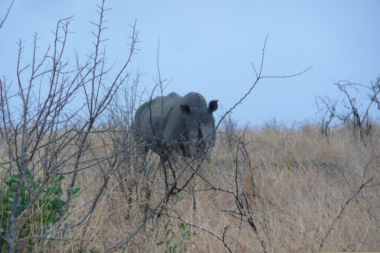 Photo Afrique du Sud Parc National Kruger 2008-09 146