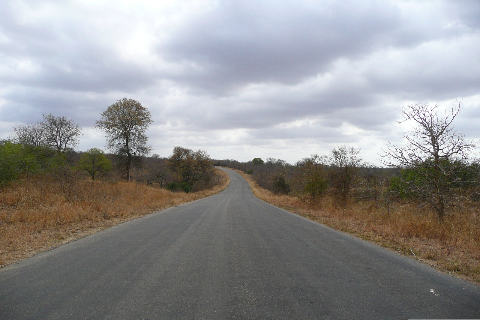 Photo Afrique du Sud Parc National Kruger 2008-09 59
