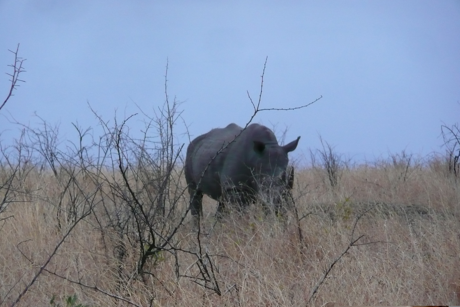 Photo Afrique du Sud Parc National Kruger 2008-09 168