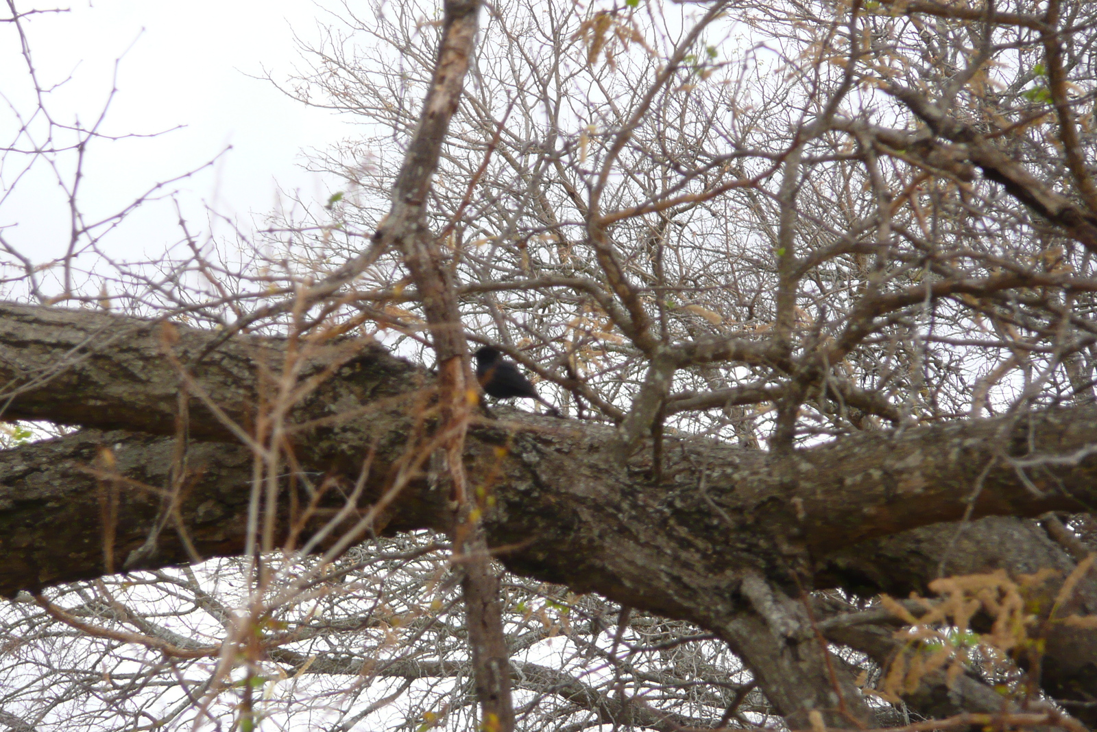 Photo Afrique du Sud Parc National Kruger 2008-09 39