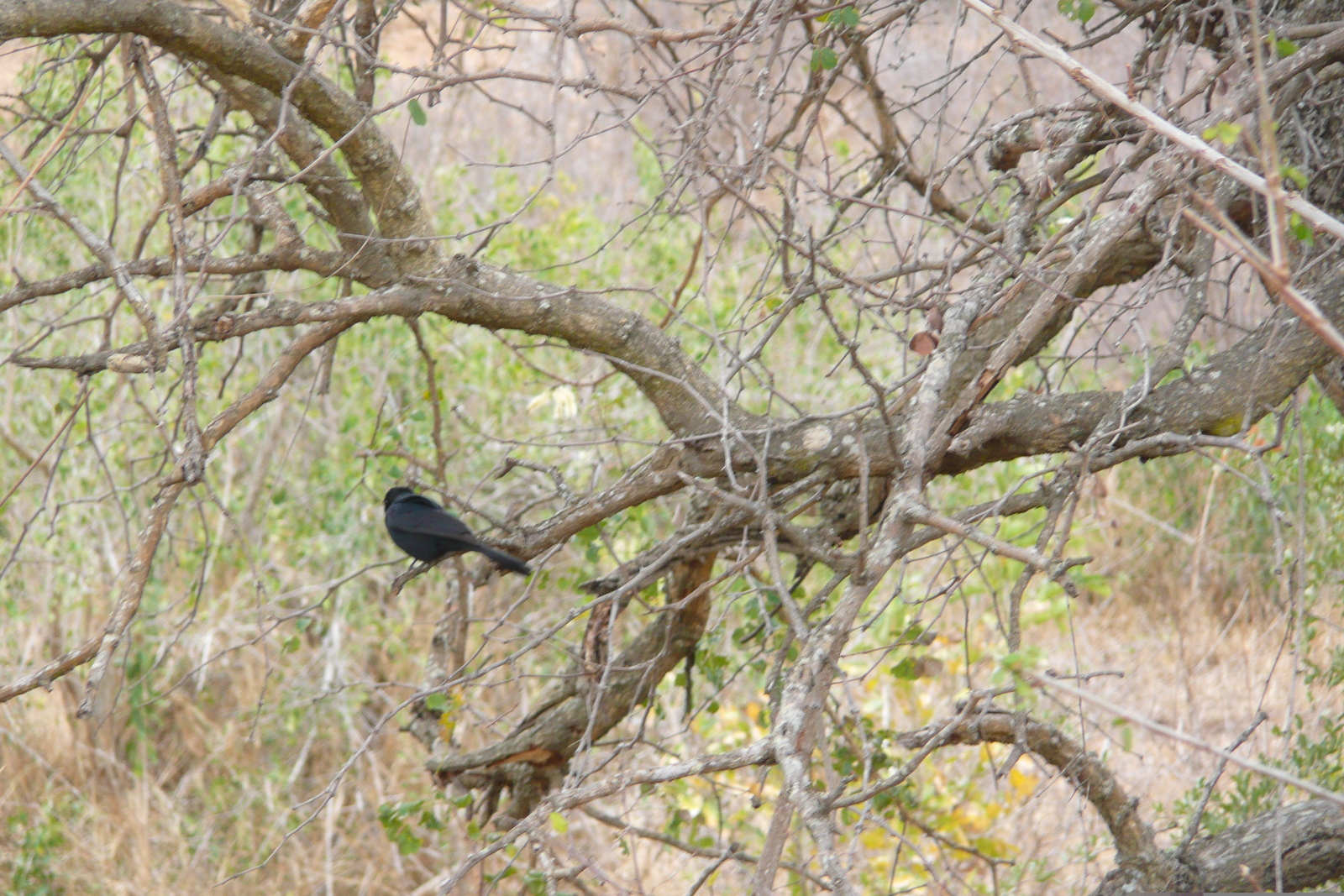 Photo Afrique du Sud Parc National Kruger 2008-09 25