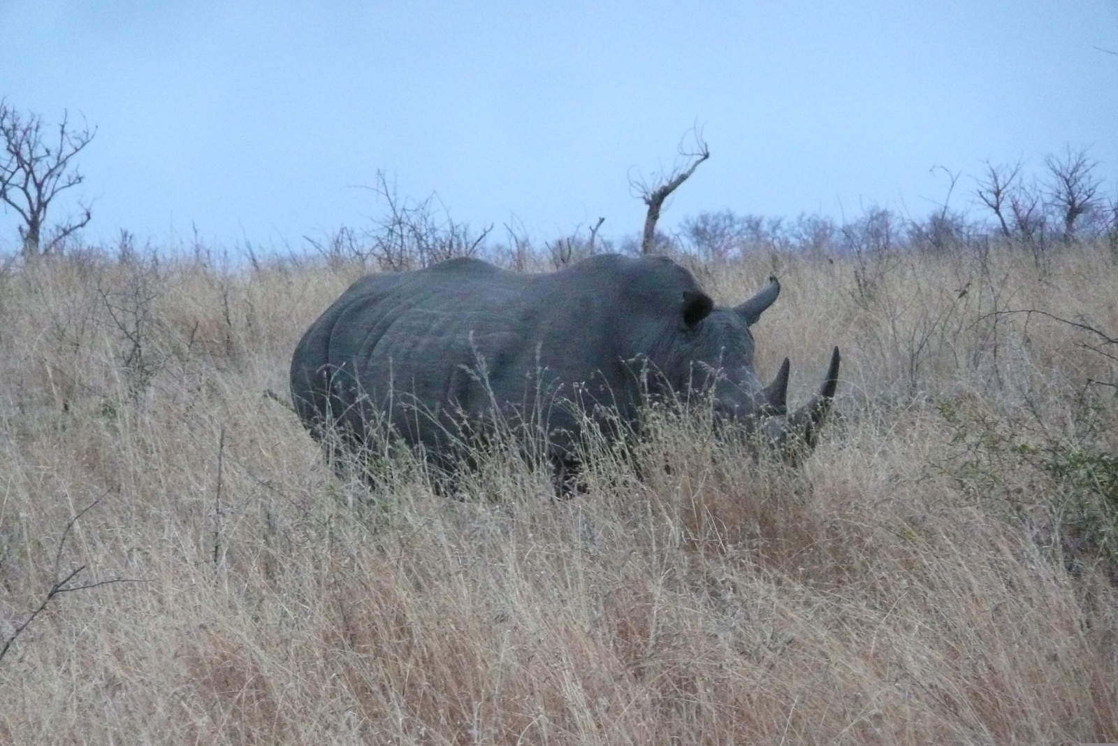 Photo Afrique du Sud Parc National Kruger 2008-09 128