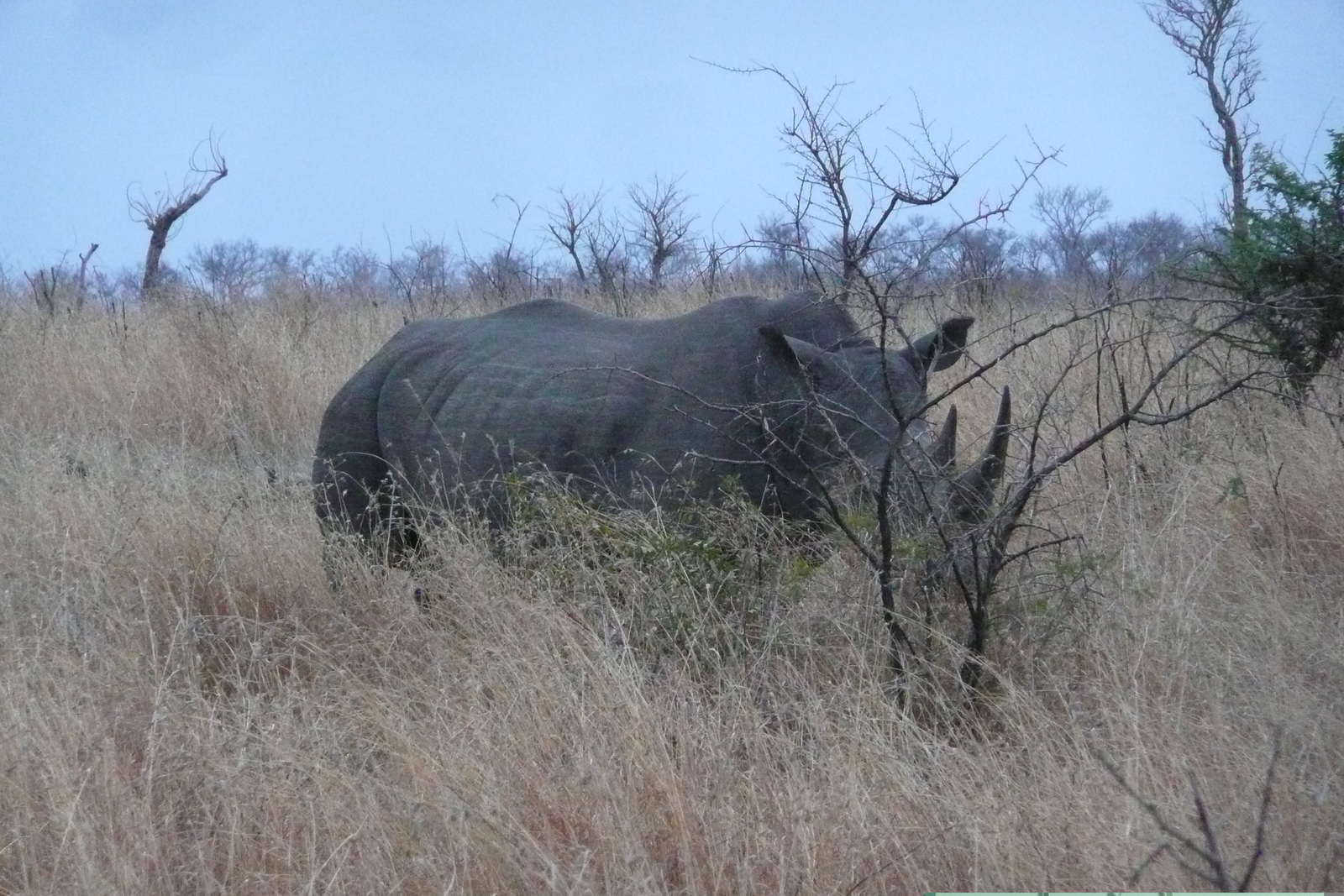 Photo Afrique du Sud Parc National Kruger 2008-09 114