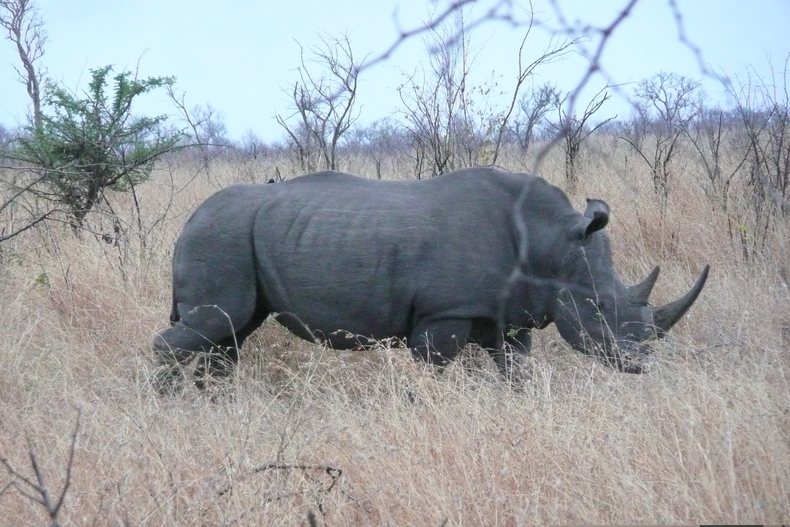 Photo Afrique du Sud Parc National Kruger 2008-09 74