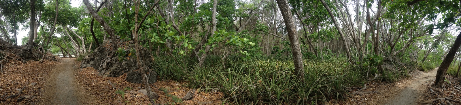 Photo Costa Rica Montezuma 2015-03 395