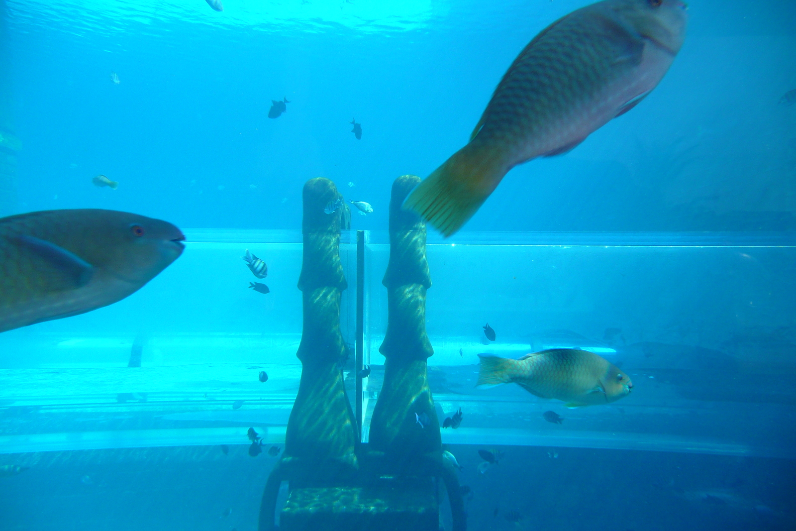 Photo Émirats arabes unis Dubai Dubai Aquaventure 2009-01 172