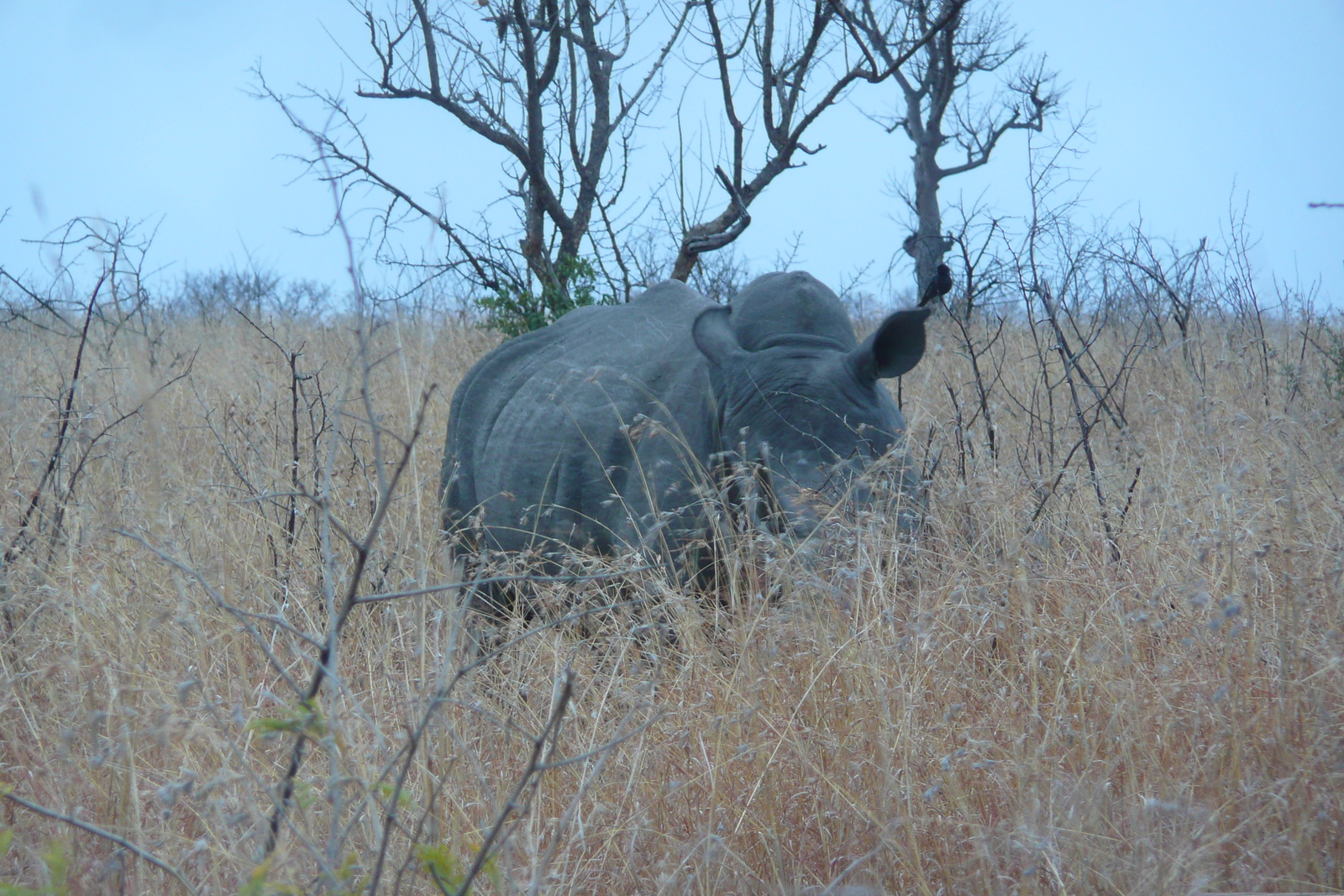 Photo Afrique du Sud Parc National Kruger 2008-09 174