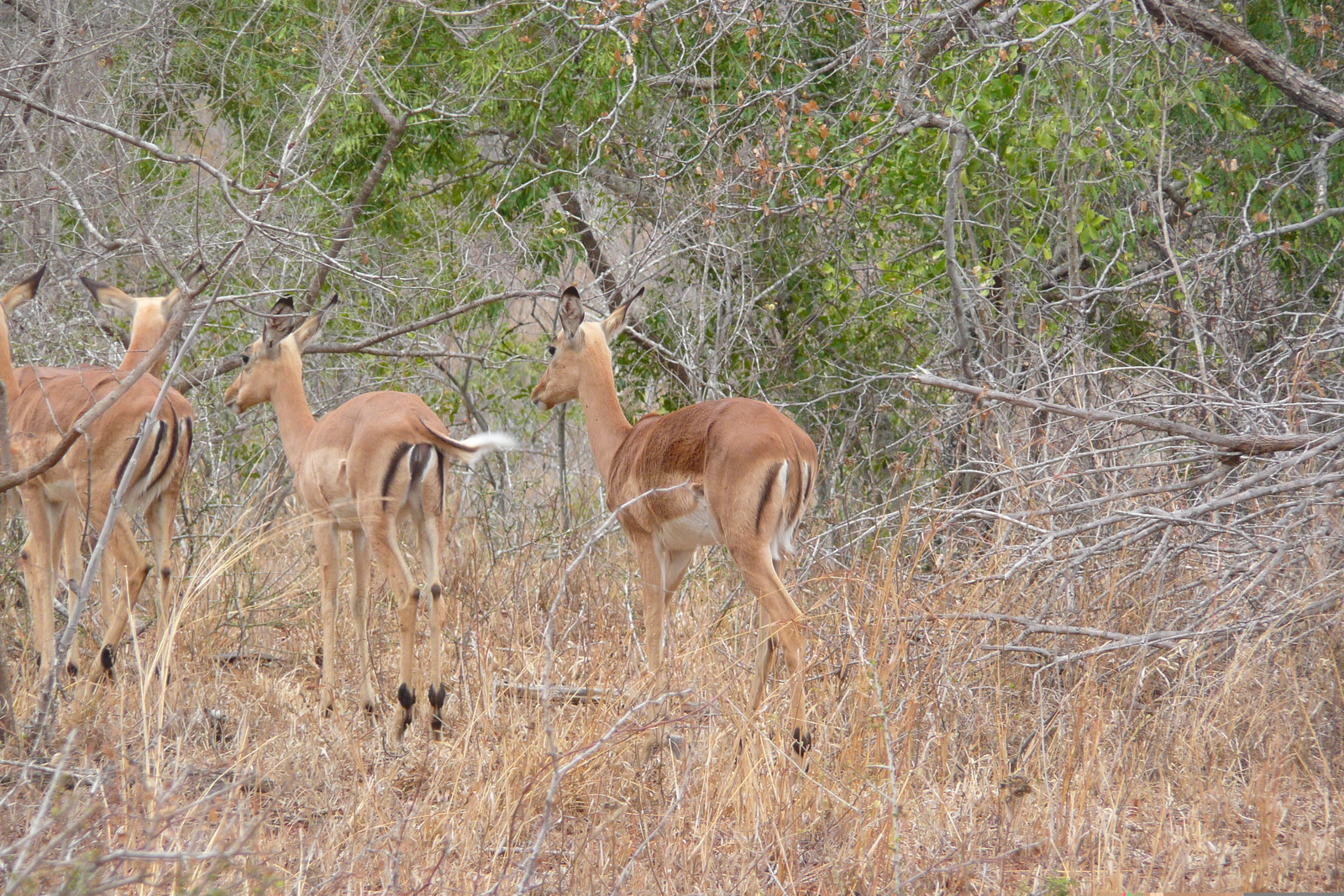Photo Afrique du Sud Parc National Kruger 2008-09 85