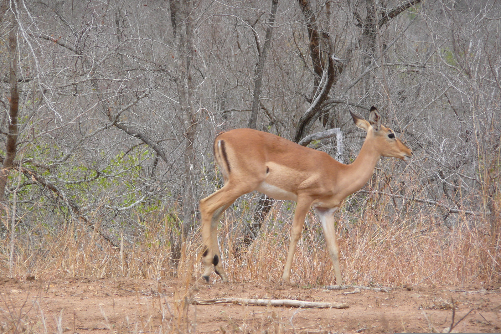 Photo Afrique du Sud Parc National Kruger 2008-09 156