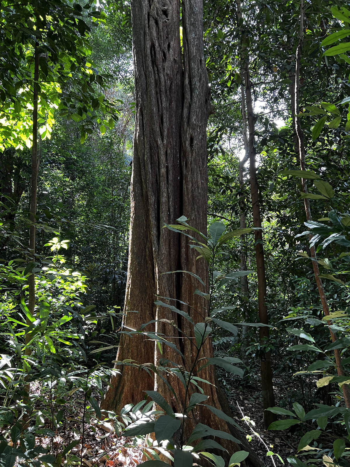 Photo Singapour Jardins botaniques de Singapore 2023-01 93