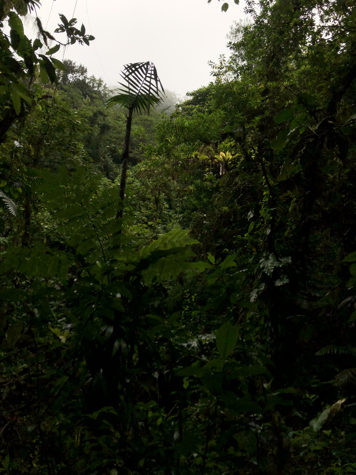 Photo Guadeloupe Chute du Carbet 2021-02 24