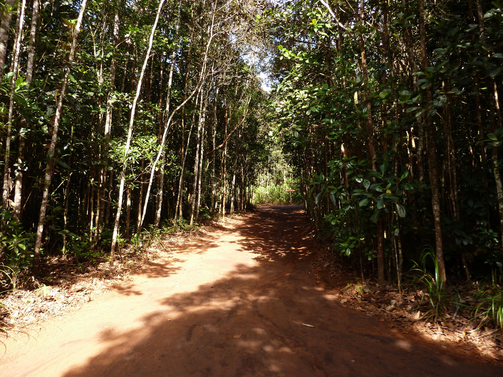 Photo Nouvelle-Calédonie Parc de la Rivière Bleue Le Grand Kaori 2010-05 15