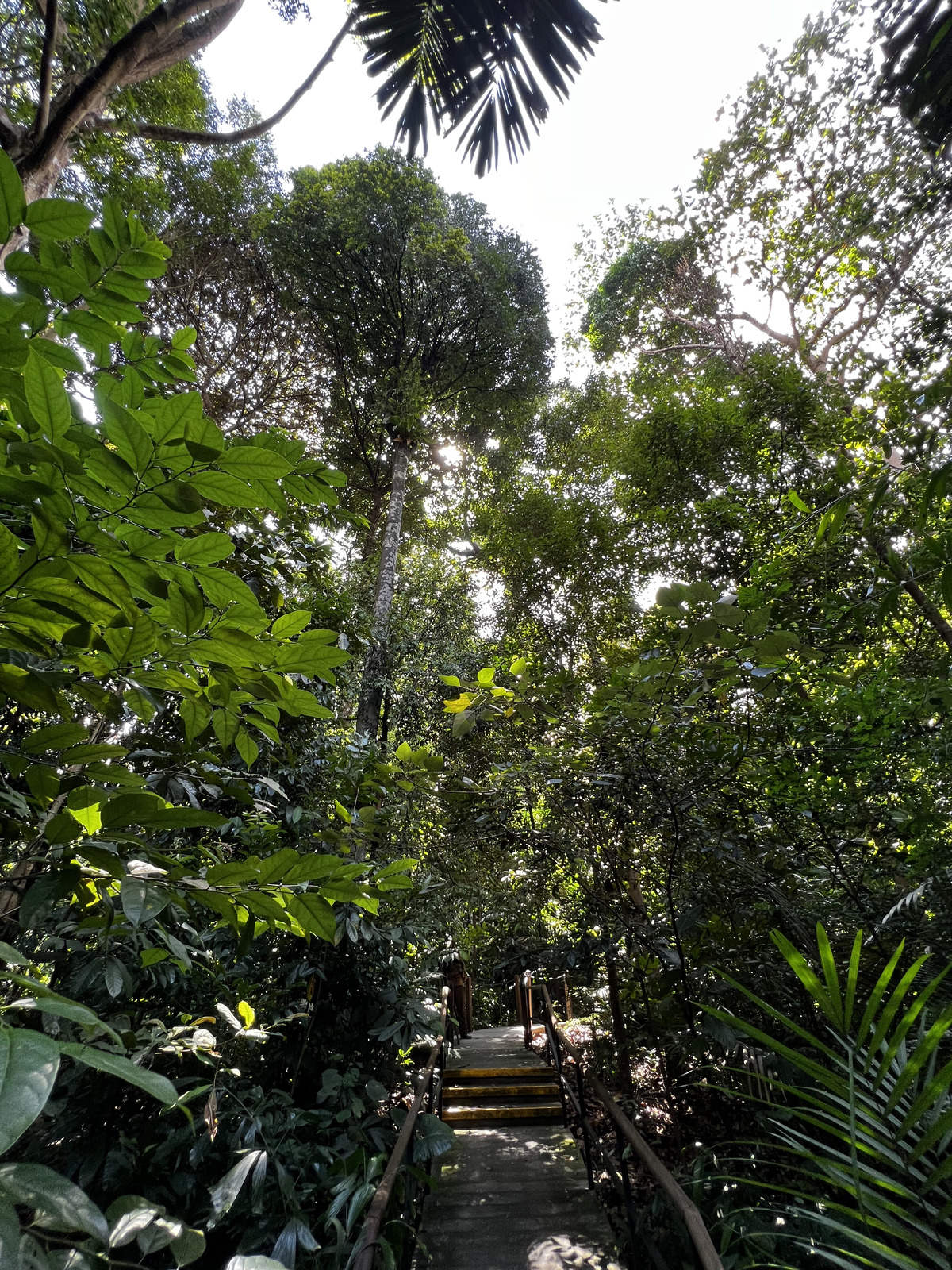 Photo Singapour Jardins botaniques de Singapore 2023-01 56
