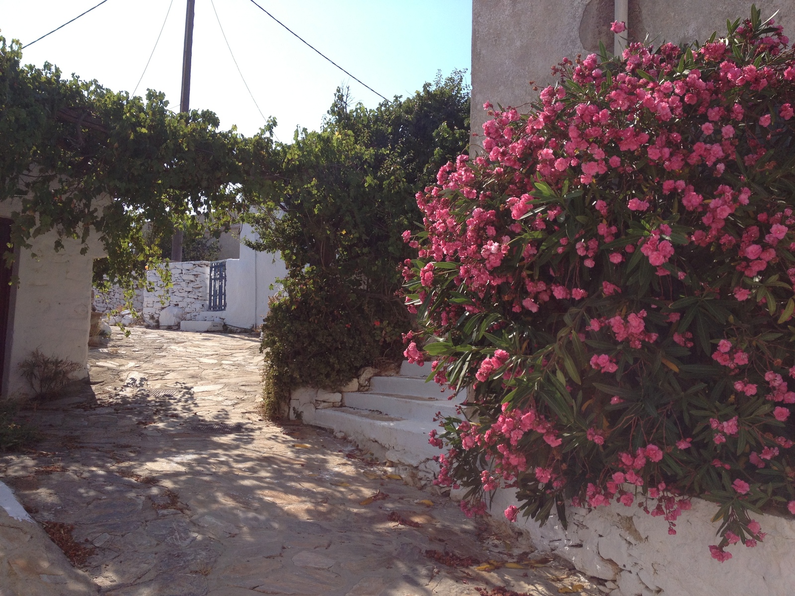 Photo Grèce Amorgos 2014-07 344