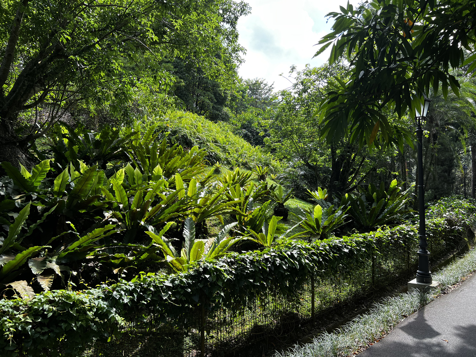 Photo Singapour Jardins botaniques de Singapore 2023-01 124