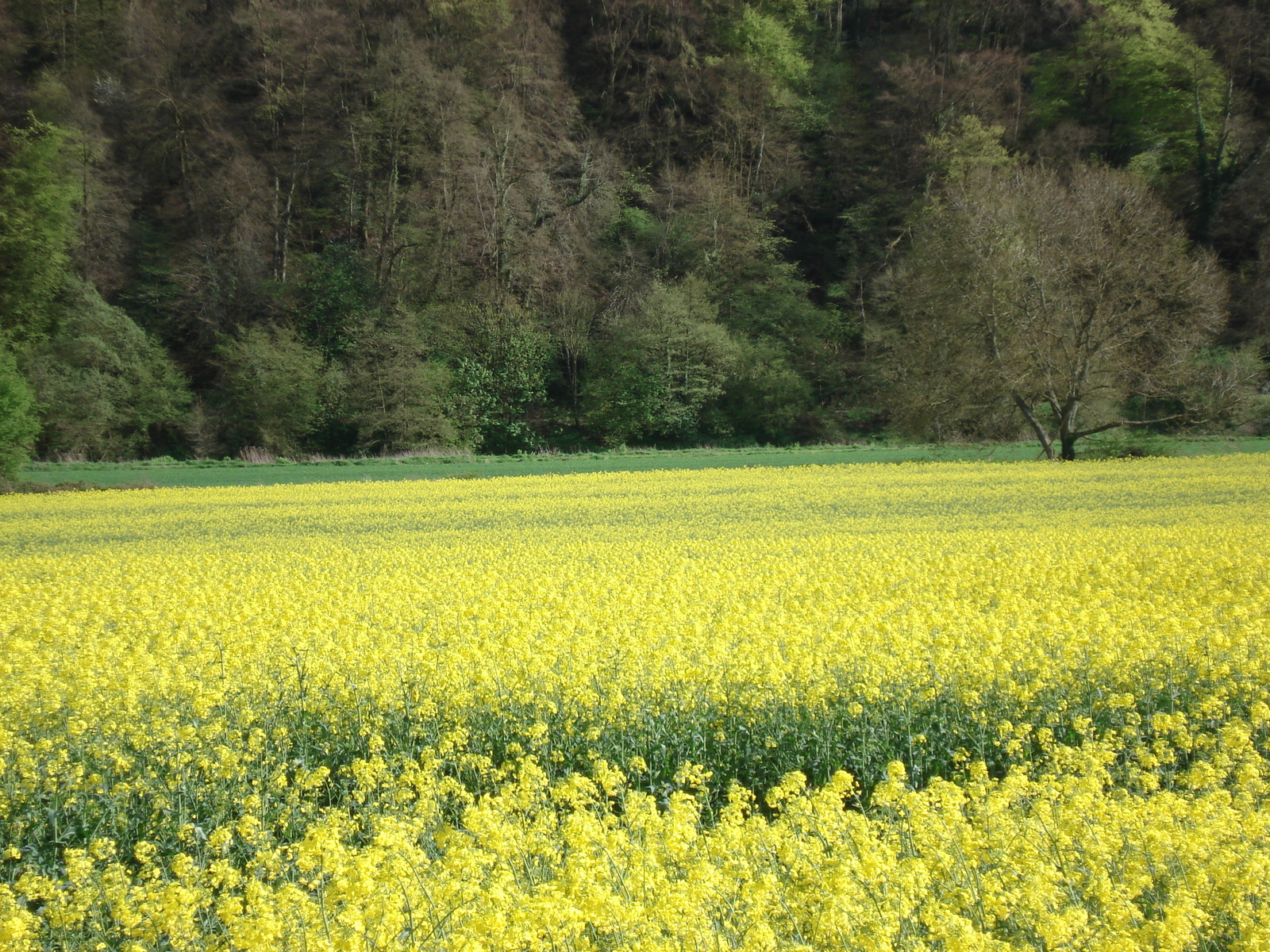 Photo Royaume-Uni Vallée de la Wye 2006-05 37