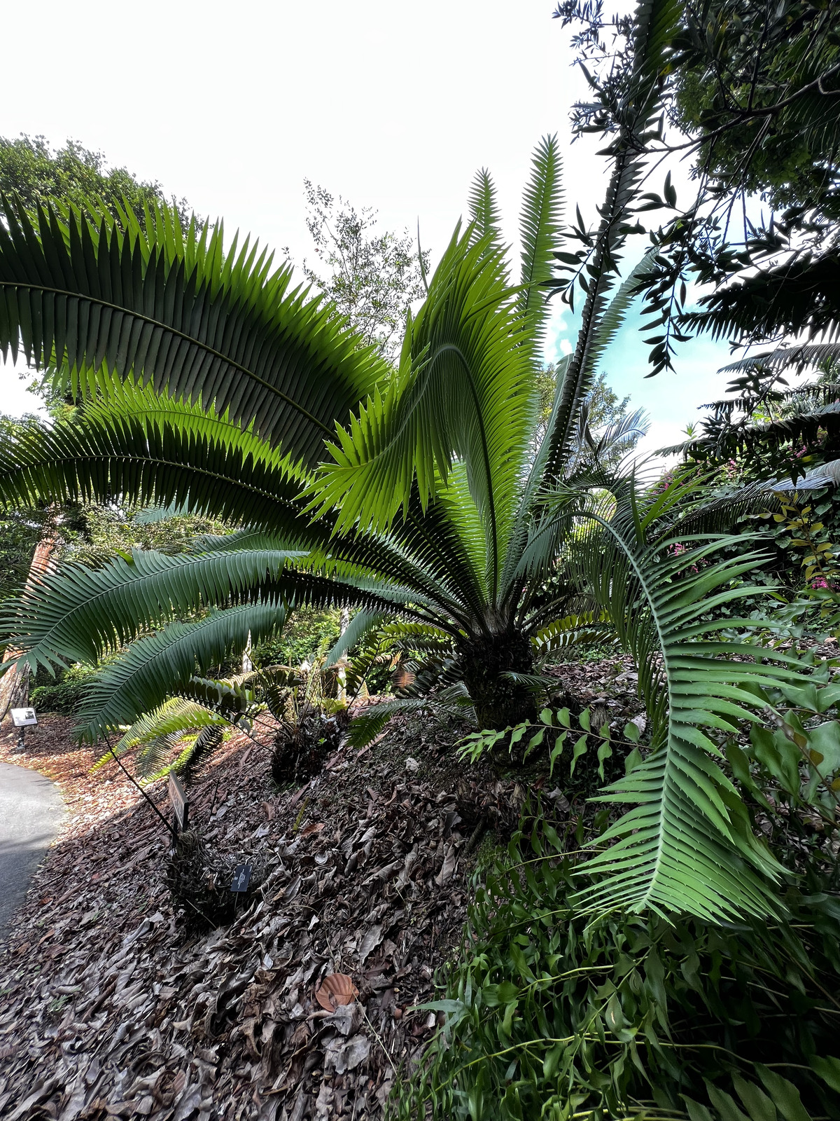 Photo Singapour Jardins botaniques de Singapore 2023-01 83
