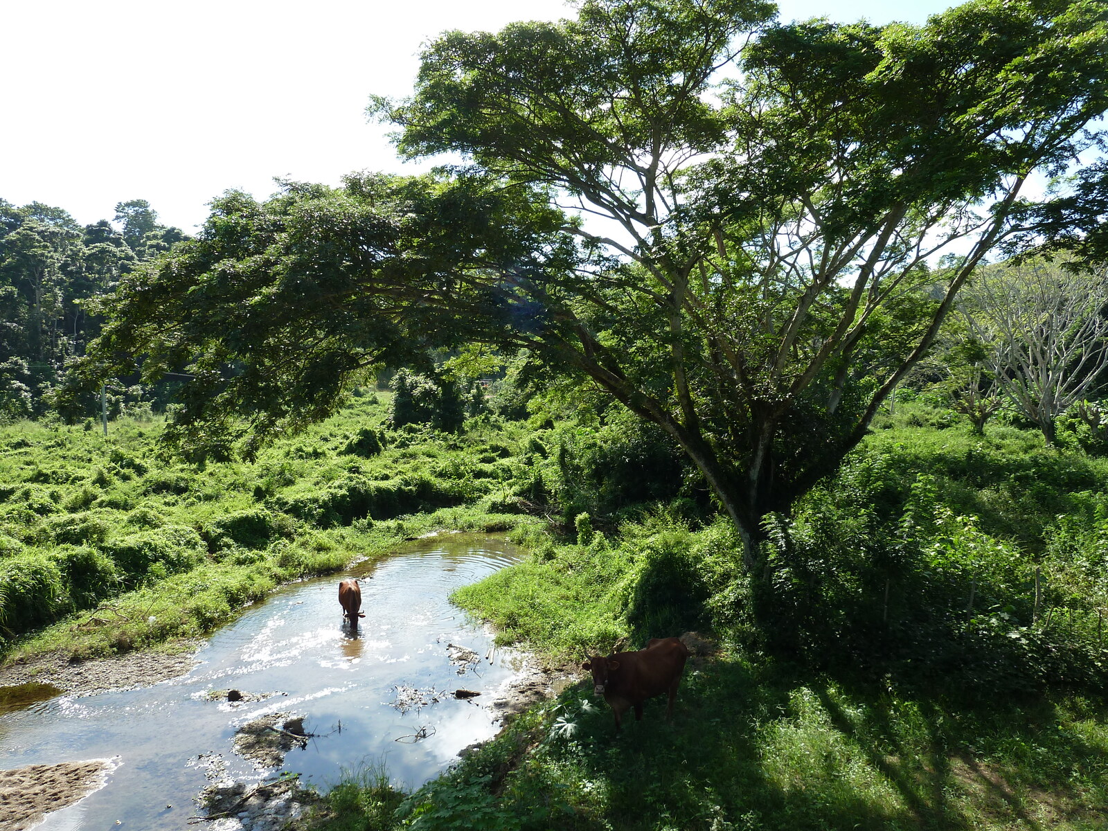 Photo Îles Fidji Rivière Sigatoka 2010-05 93
