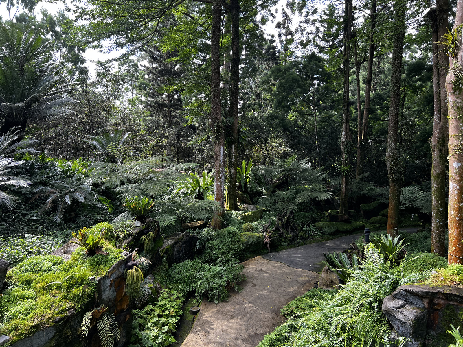 Photo Singapour Jardins botaniques de Singapore 2023-01 75