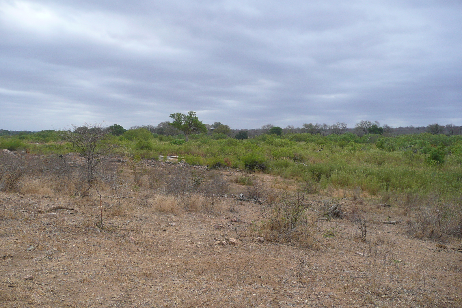 Photo Afrique du Sud Parc National Kruger Rivière Sable 2008-09 75