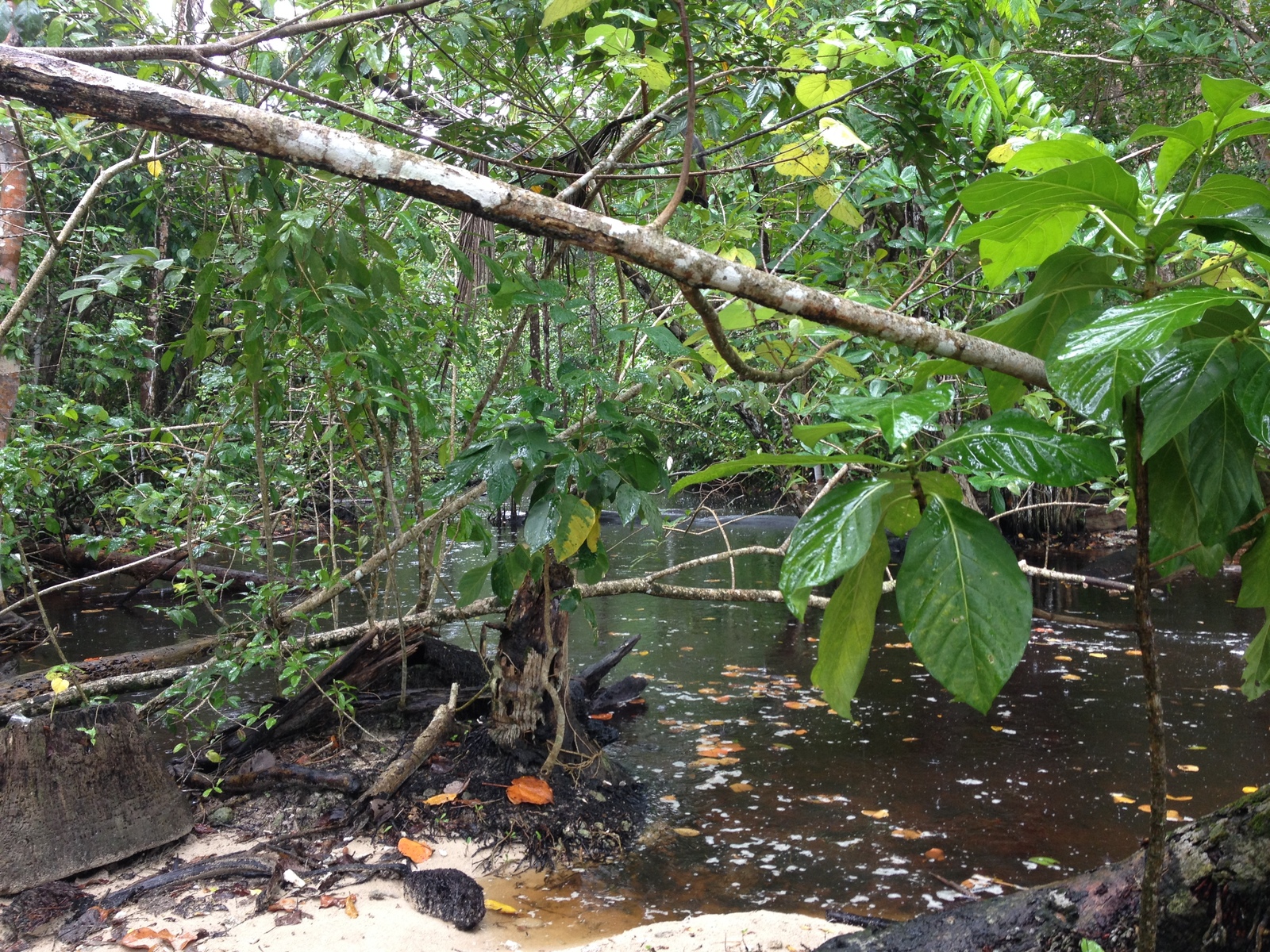 Photo Costa Rica Cahuita 2015-03 255