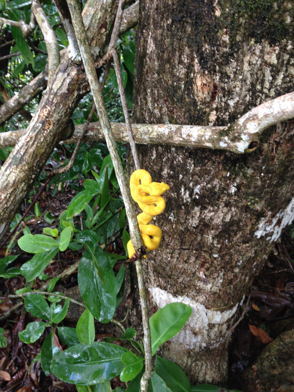 Photo Costa Rica 2015-03 69