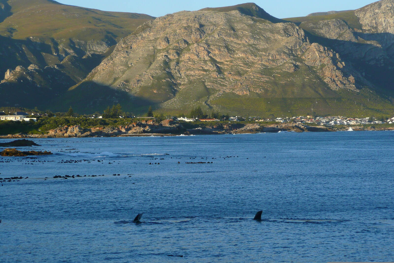 Photo Afrique du Sud Harmanus 2008-09 289