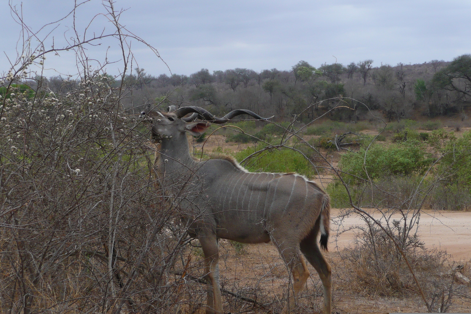Photo Afrique du Sud Parc National Kruger Rivière Sable 2008-09 13