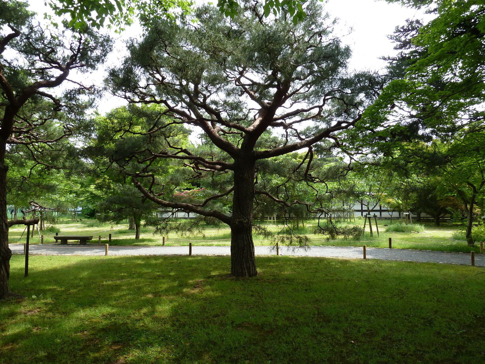 Photo Japon Kyoto Château Nijo 2010-06 25