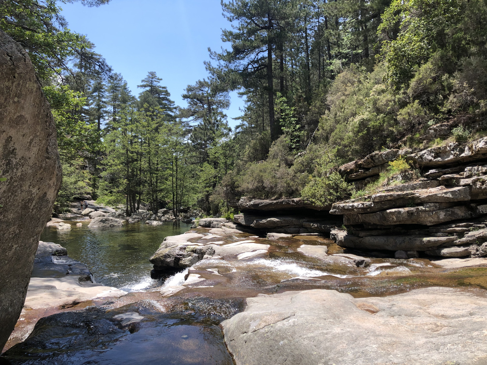 Photo France Corse Forêt d'Aïtone 2021-06 47
