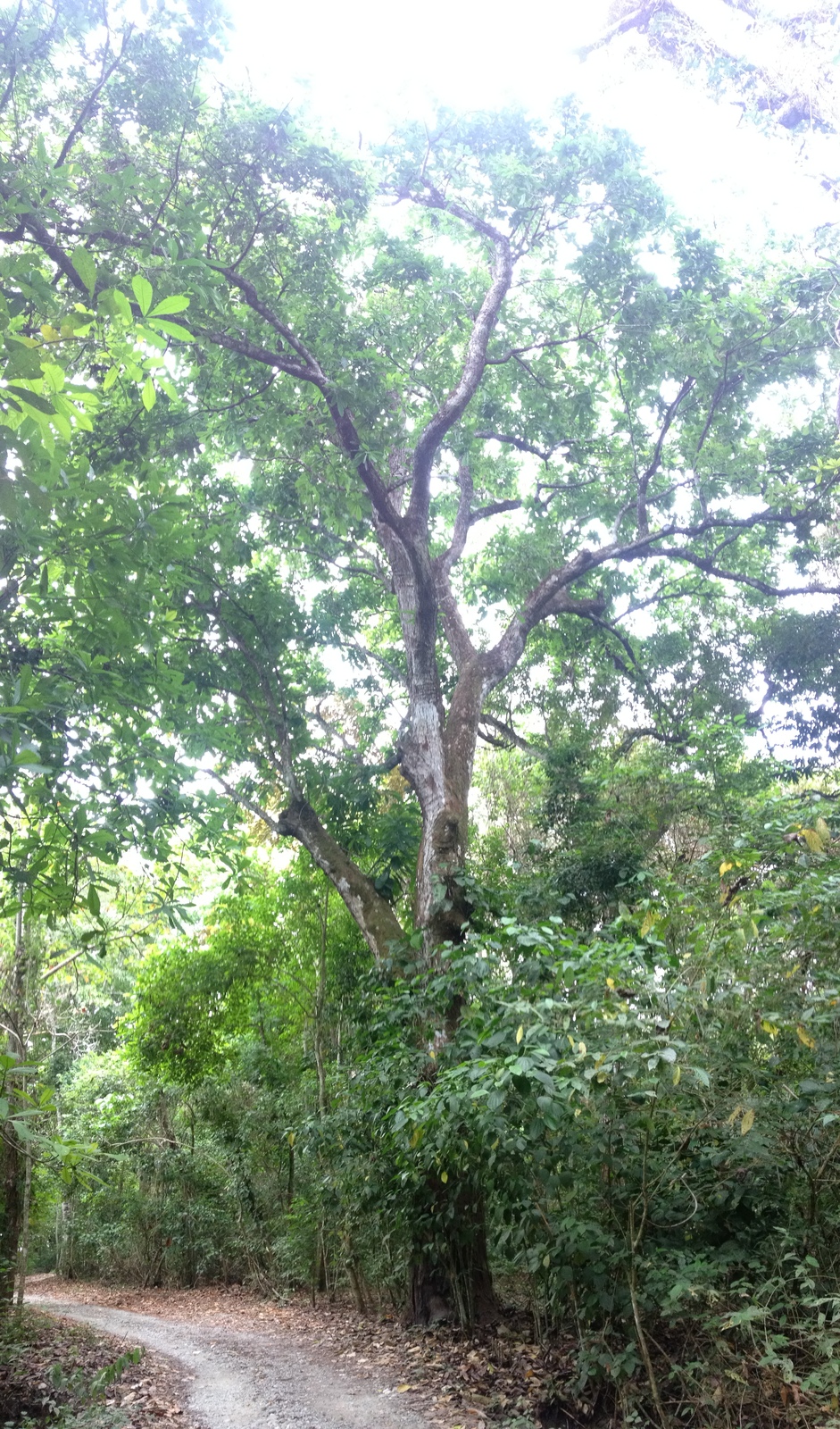 Photo Costa Rica Montezuma 2015-03 476