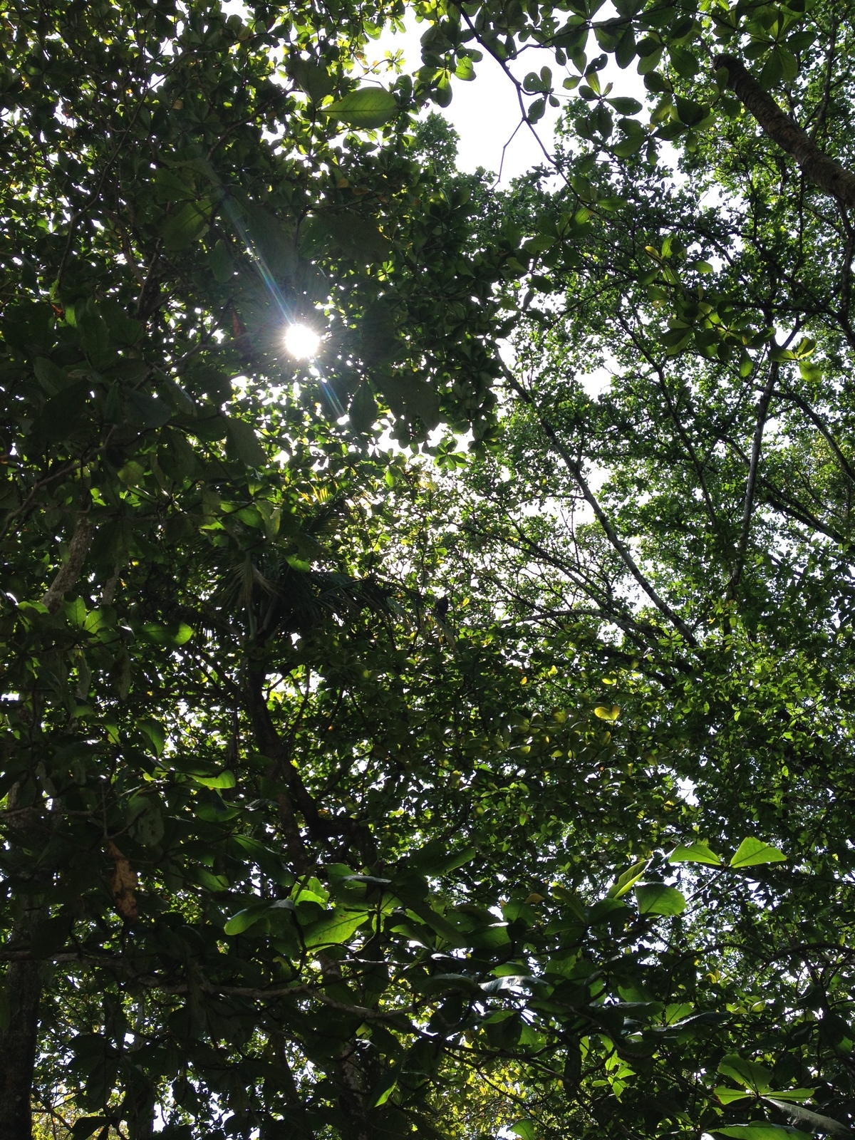 Photo Costa Rica Cahuita 2015-03 137