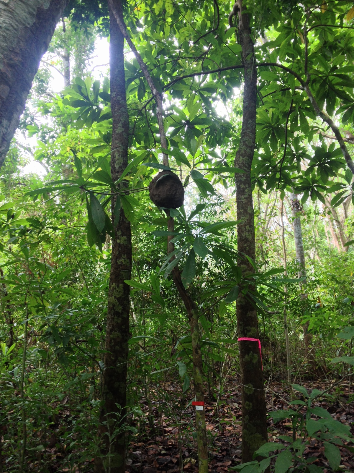 Photo Costa Rica Montezuma 2015-03 141