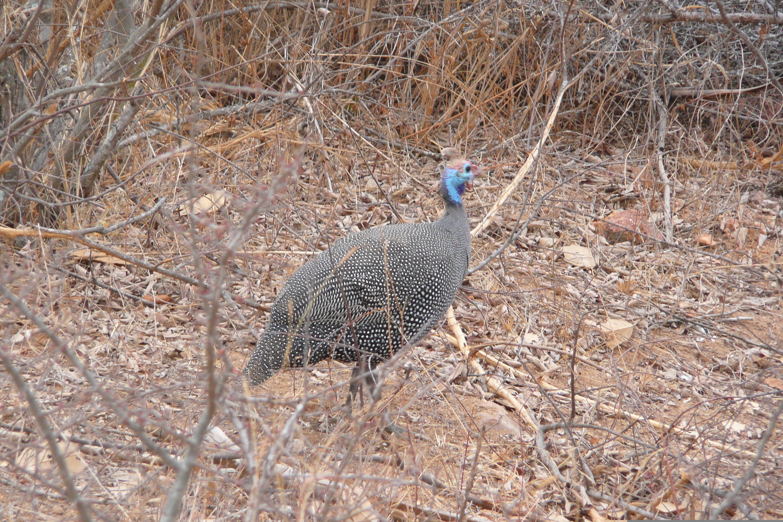 Photo Afrique du Sud Parc National Kruger Rivière Sable 2008-09 15