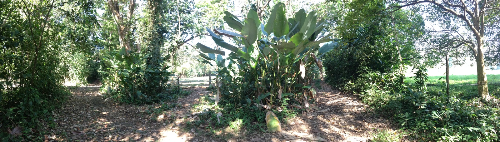 Photo Costa Rica Uvita 2015-03 97