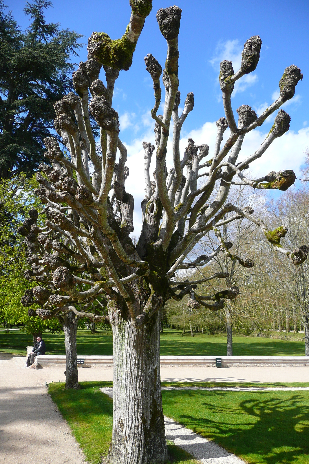 Photo France Château de Chenonceau Jardins de Chenonceau 2008-04 90