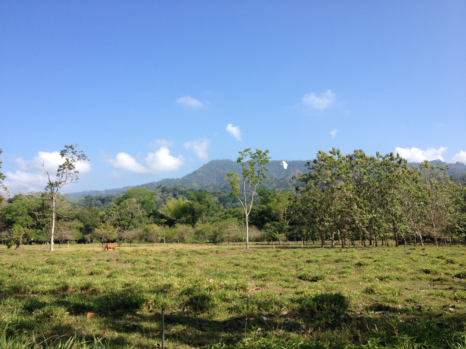 Photo Costa Rica Uvita 2015-03 18
