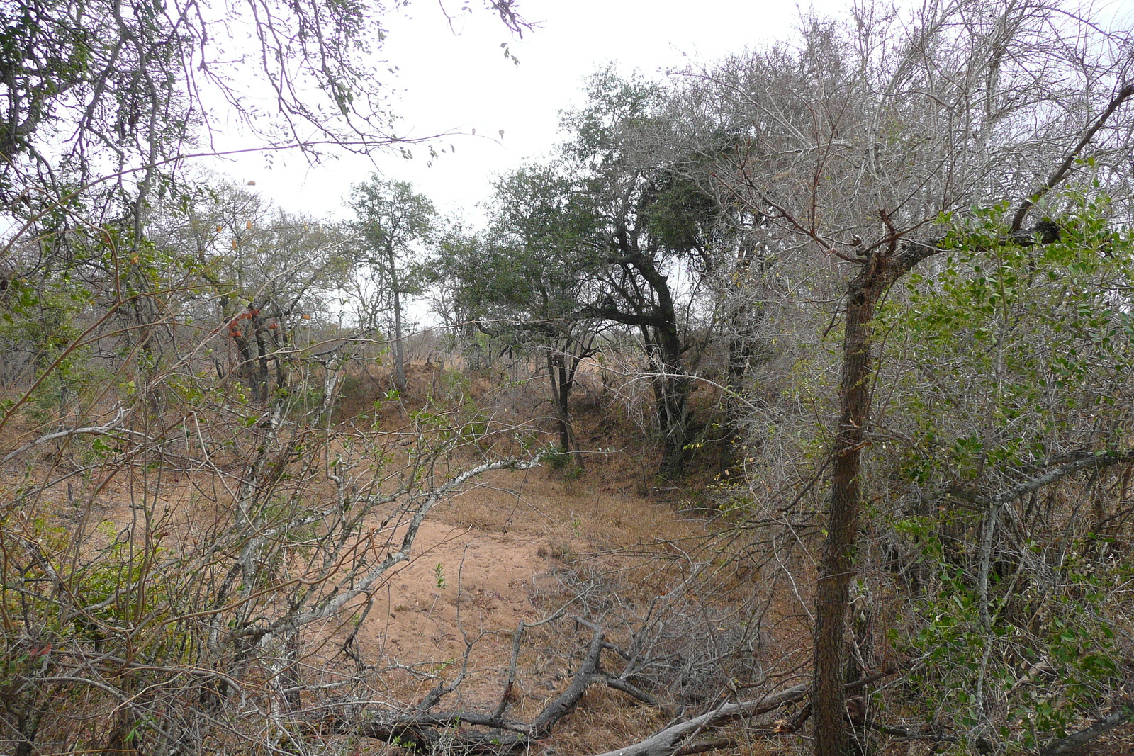 Photo Afrique du Sud Parc National Kruger 2008-09 143