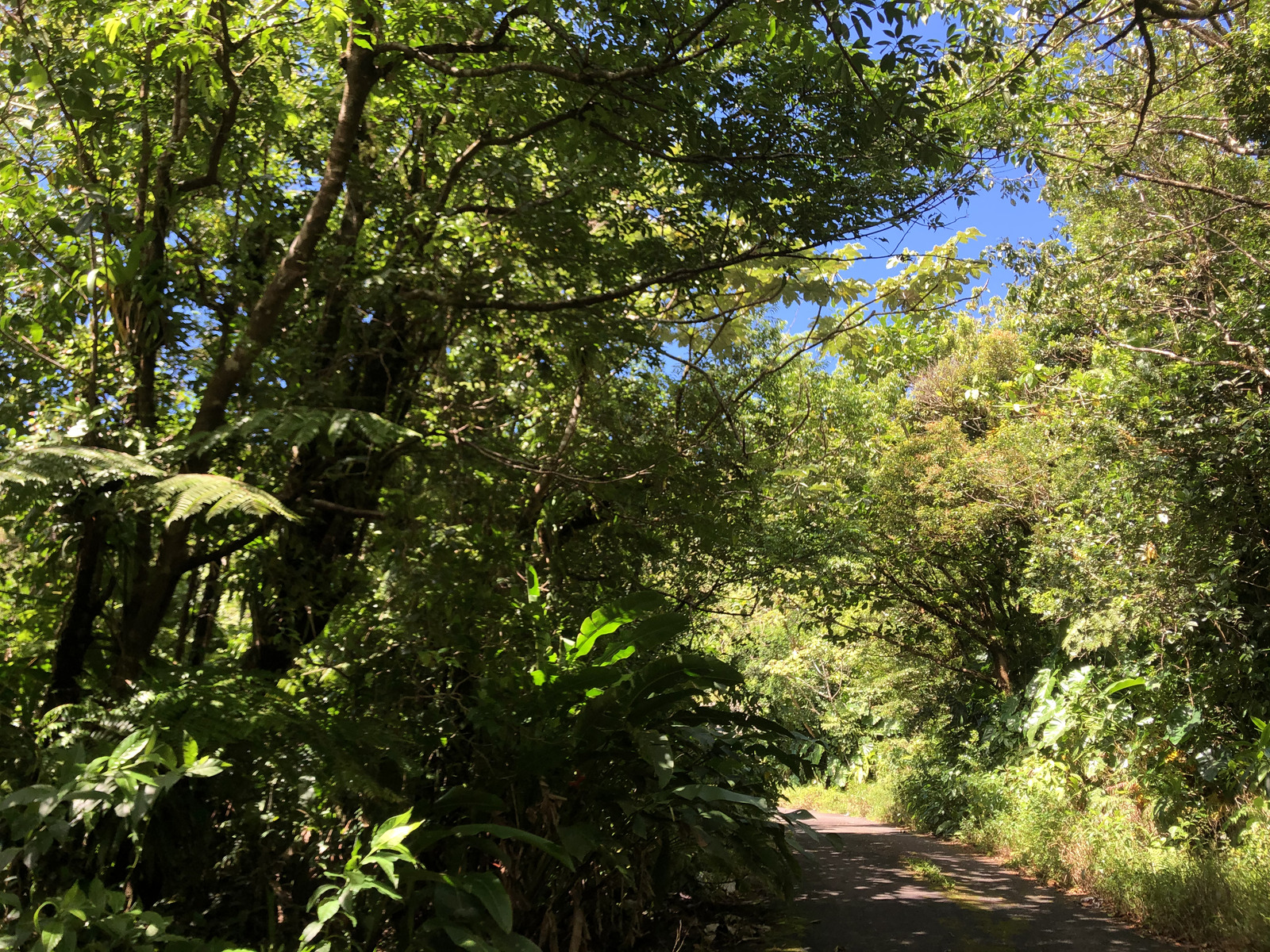 Photo Guadeloupe La Grande Soufrière 2021-02 11