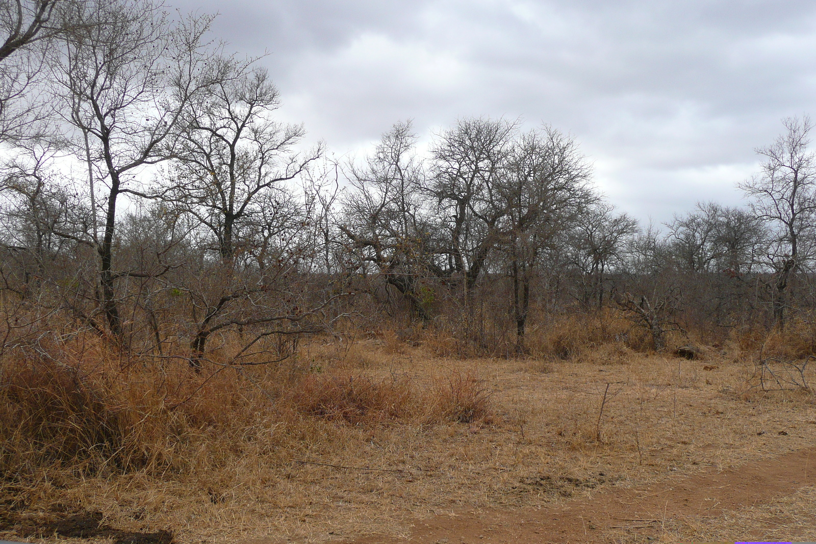 Photo Afrique du Sud Parc National Kruger route de la rivière Crocodile 2008-09 29