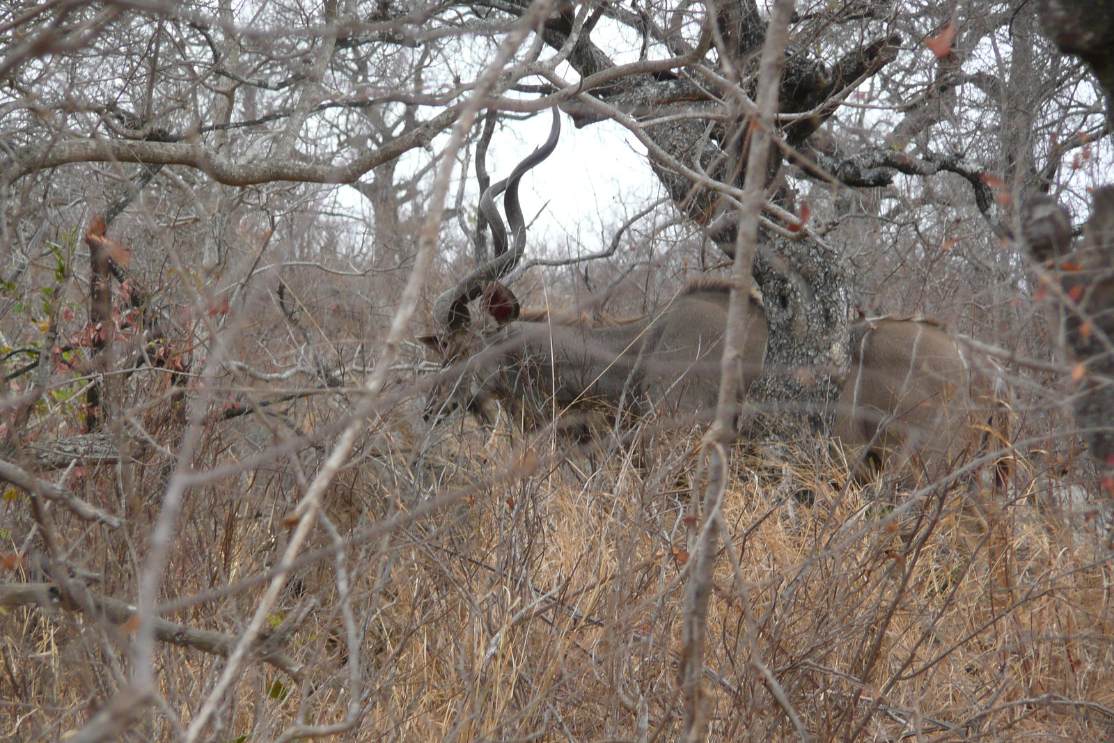 Photo Afrique du Sud Parc National Kruger route de la rivière Crocodile 2008-09 40