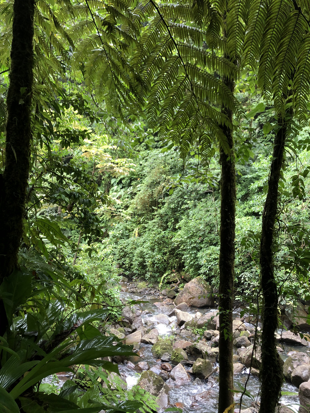 Photo Guadeloupe Chute du Carbet 2021-02 44