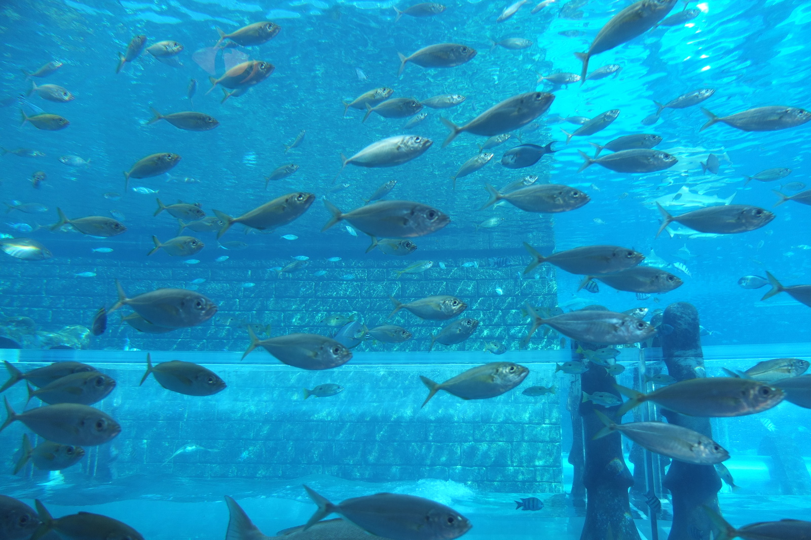 Photo Émirats arabes unis Dubai Hotel Atlantis 2014-02 302
