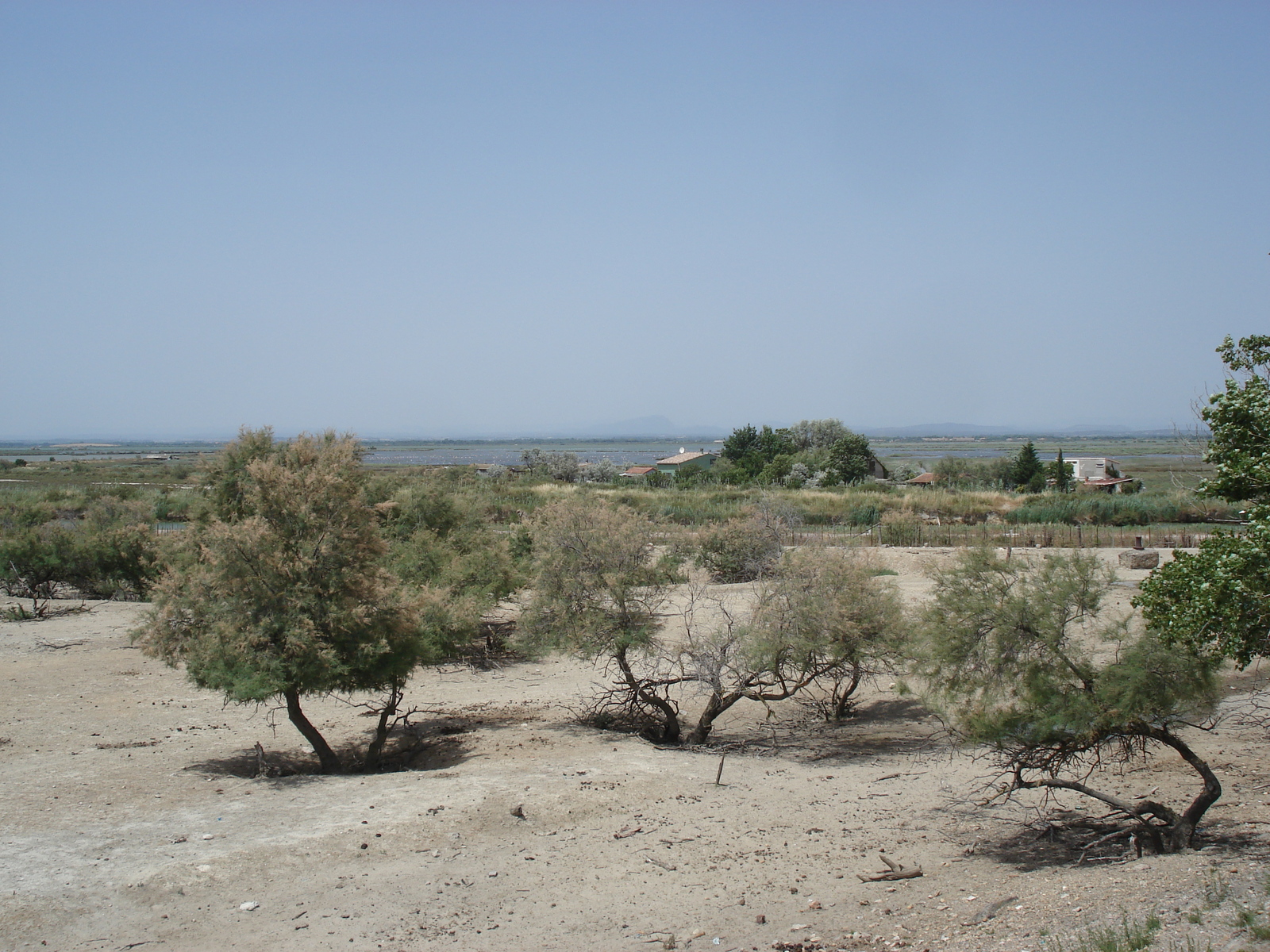 Photo France Camargue 2006-06 10