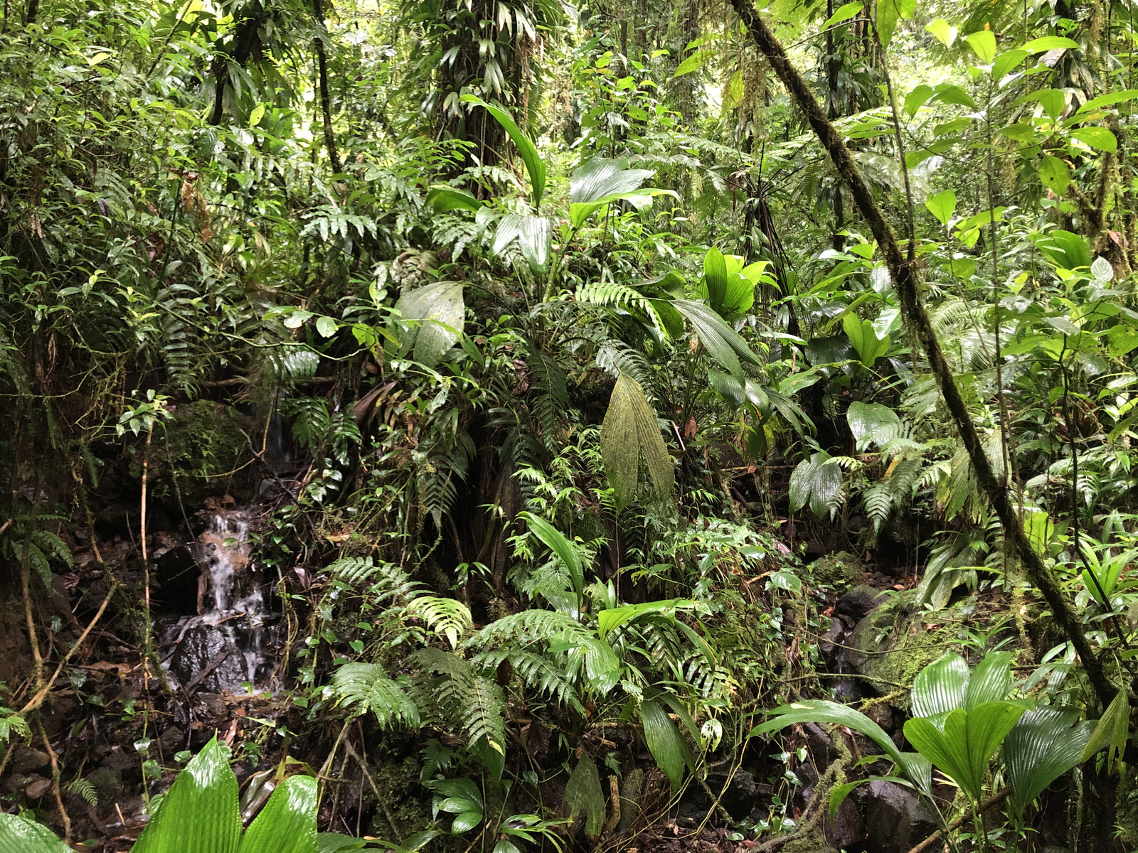 Photo Guadeloupe Chute du Carbet 2021-02 17