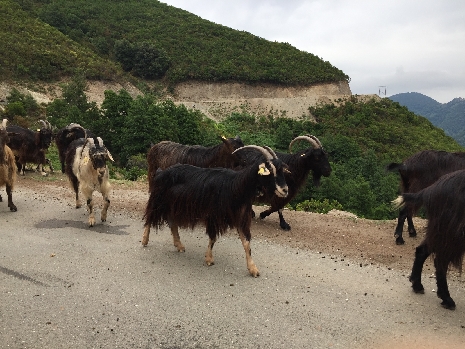 Photo France Corse Vallée d'Alesani 2017-07 0