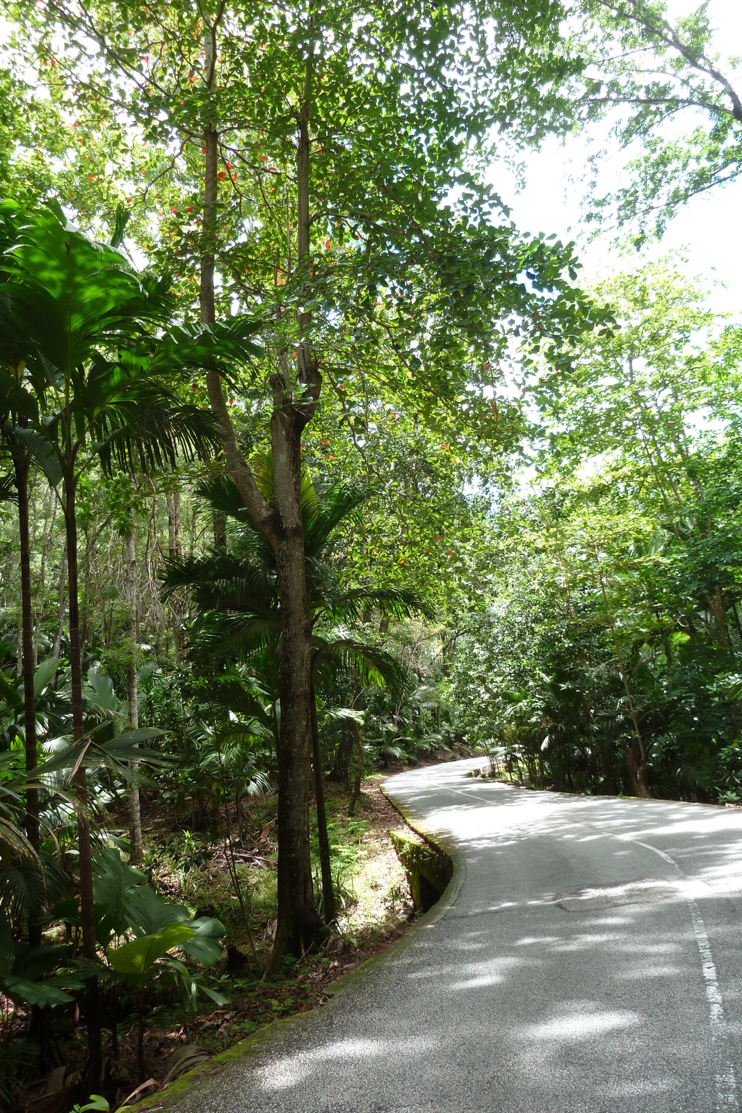 Photo Seychelles Vallée de Mai 2011-10 35