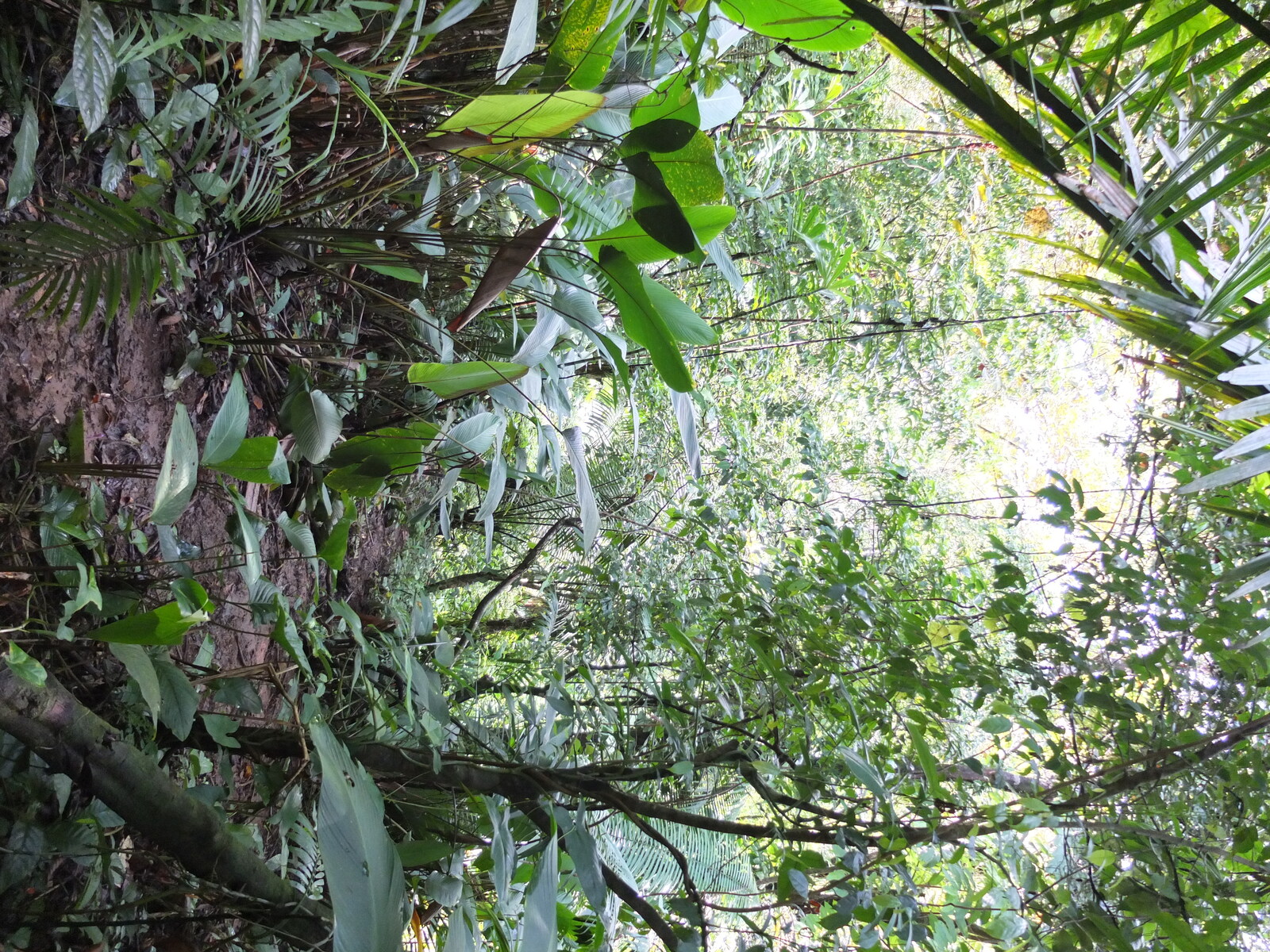 Photo Panama Bastimentos 2015-03 87